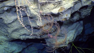 Amazing coral diversity within the Perth Canyon.