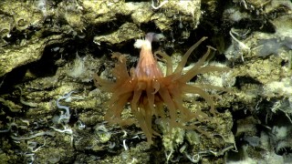 Aragonitic coral Desmophyllum.