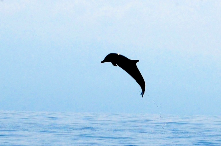 One of the spotted dolphins goes airborne. Taken under NOAA NMFS Permit No. 14682.