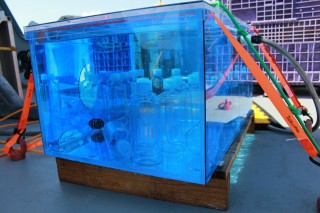 Bottles of sea water set aside in an incubator for 12 hours to see if the nauplii appear.