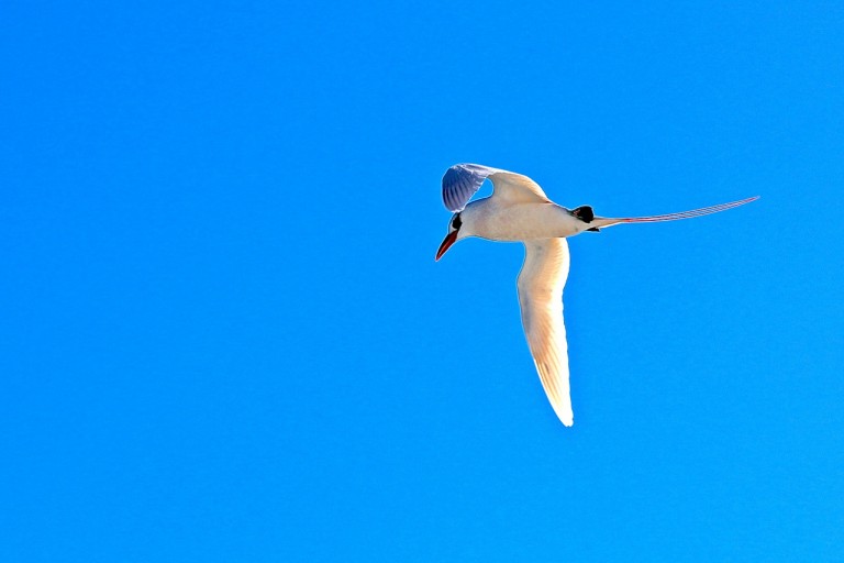 A tropic bird in flight.