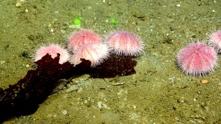 Sea urchins feasting on a kelp blade.