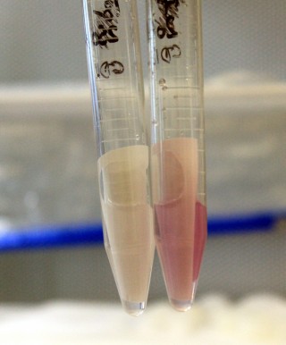 Test tubes compare two water samples taken from different depths at Pete's Pit. Can you tell which sample has more iron?