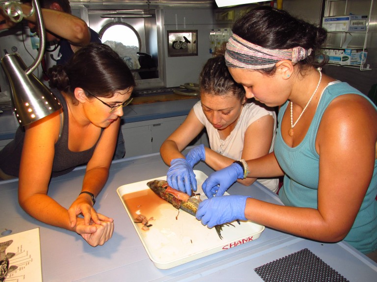 PhD candidate Mackenzie Gerringer shows Chloe Weinstock and Eleanna Grammatopoulou the basics of fish dissections.