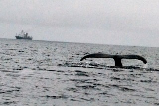 There were humpbacks feeding not far from Falkor today.