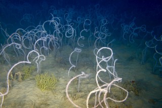 A field of wire corals.