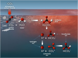 The changes in carbonate chemistry of the ocean due to ocean acidification (a long-term decrease in seawater pH). 