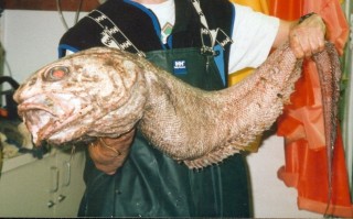 The giant grenadier (Albatrossia pectoralis), also called a rattail fish, found at 2000 m off the Oregon coast. In these and other grenadier species, the fishy-smell molecule trimethylamine oxide (TMAO) increases with depth and seems to protect their proteins from pressure distortion.