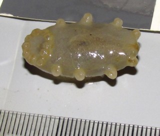 A hadal sea pig on its back (collected with the Nereus ROV from the Kermadec Trench in May 2014), showing its stubby walking "legs" and a ring of suction cups around its mouth for gathering dead organic material from the mud. Tick marks are millimeters (mm).