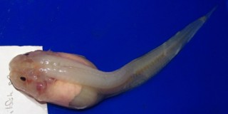 The Mariana Snailfish